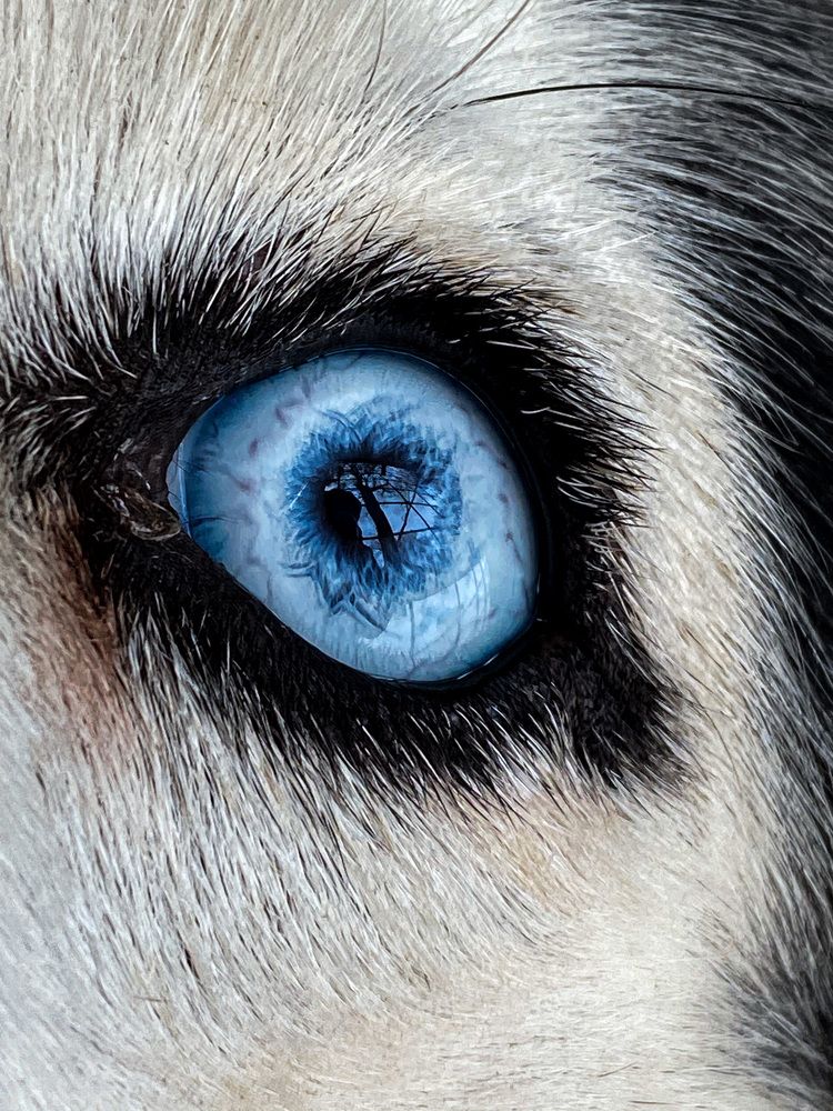 Вселенная в глазах хаски