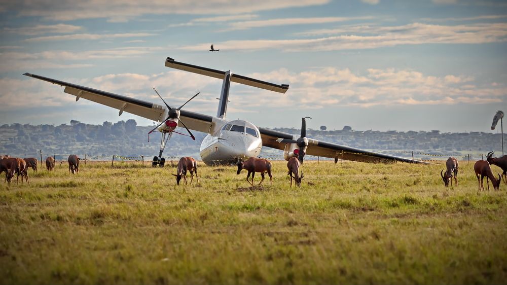 Столкновение самолета на посадке и антилопы