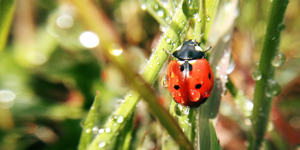 Photograph by Ольга Дорошенко
