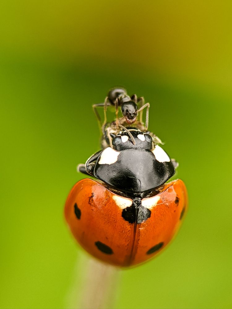 Photograph by Юлия Локтева