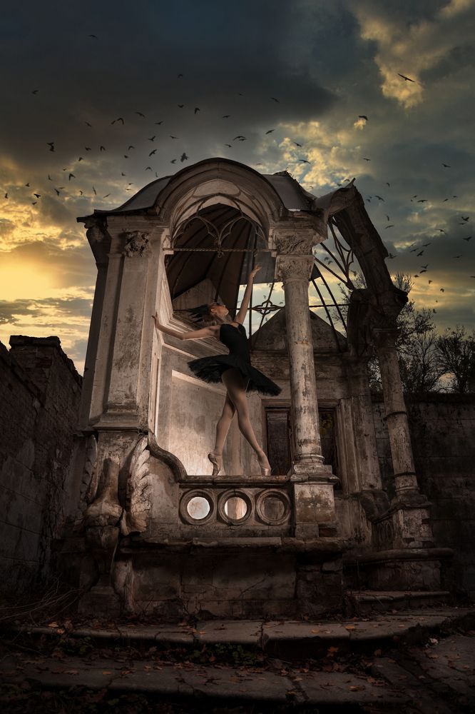 Черный лебедь