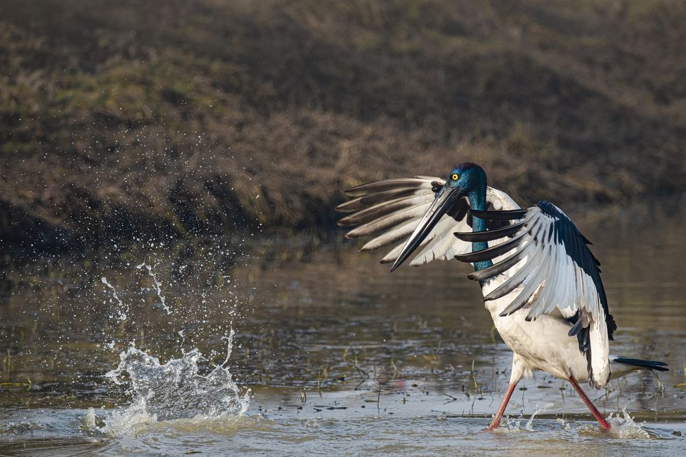 Black-necked stork