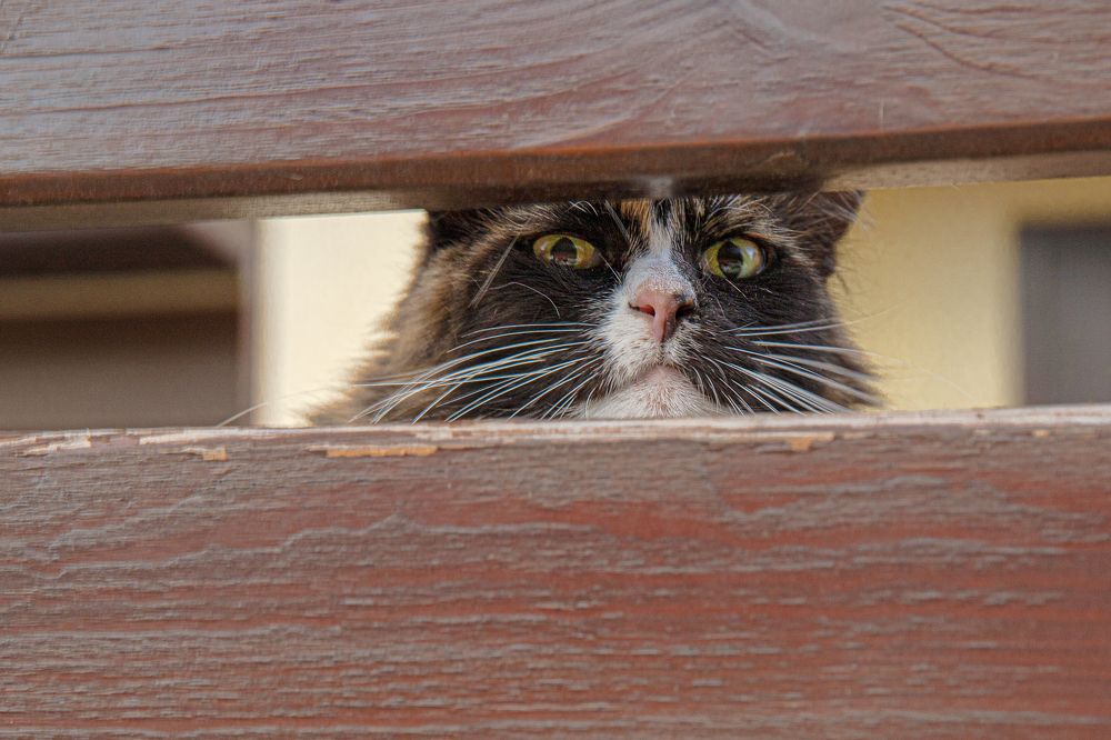 Photograph by Людмила Казак