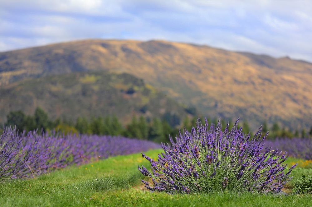 Утро на лавандовой ферме. Новая Зеландия.