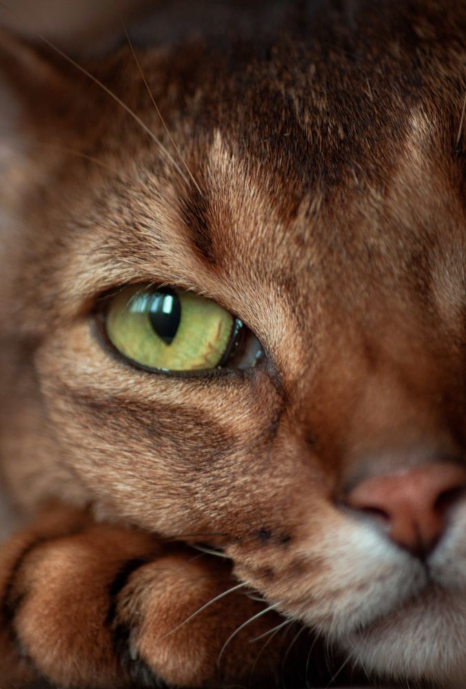 Котюч смотрит.