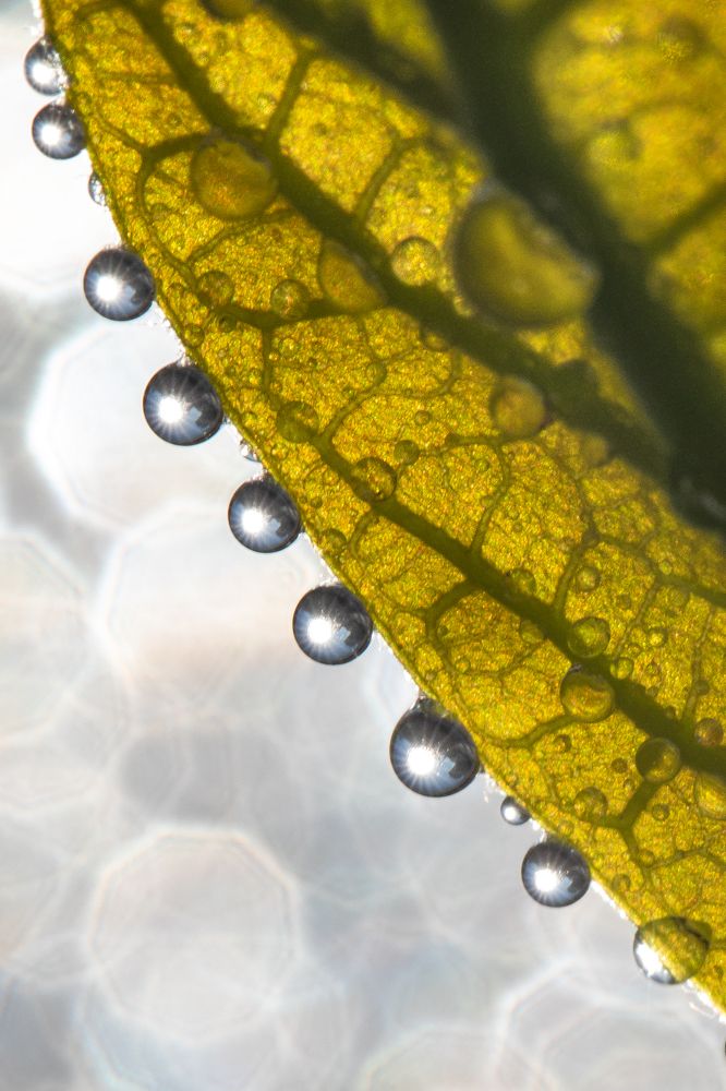 Фотография автора Мария Сурмачева