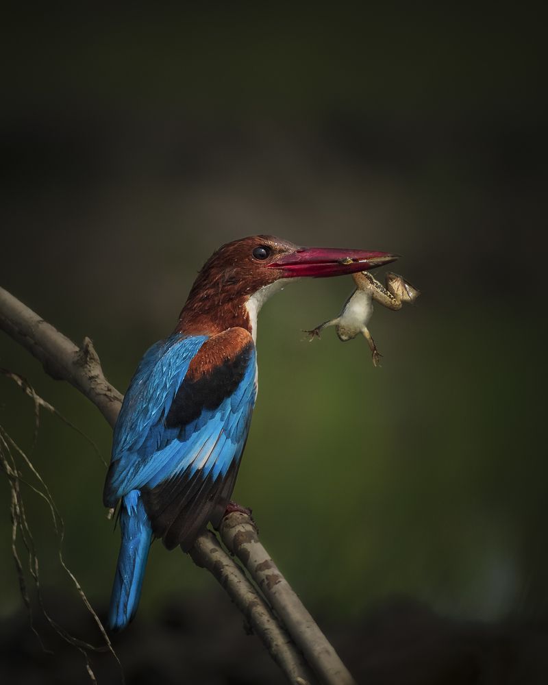 Photograph by Jayanta Guha