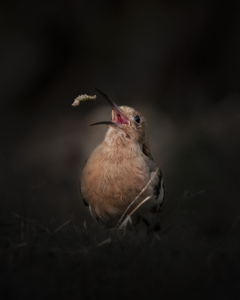 Photograph by Jayanta Guha