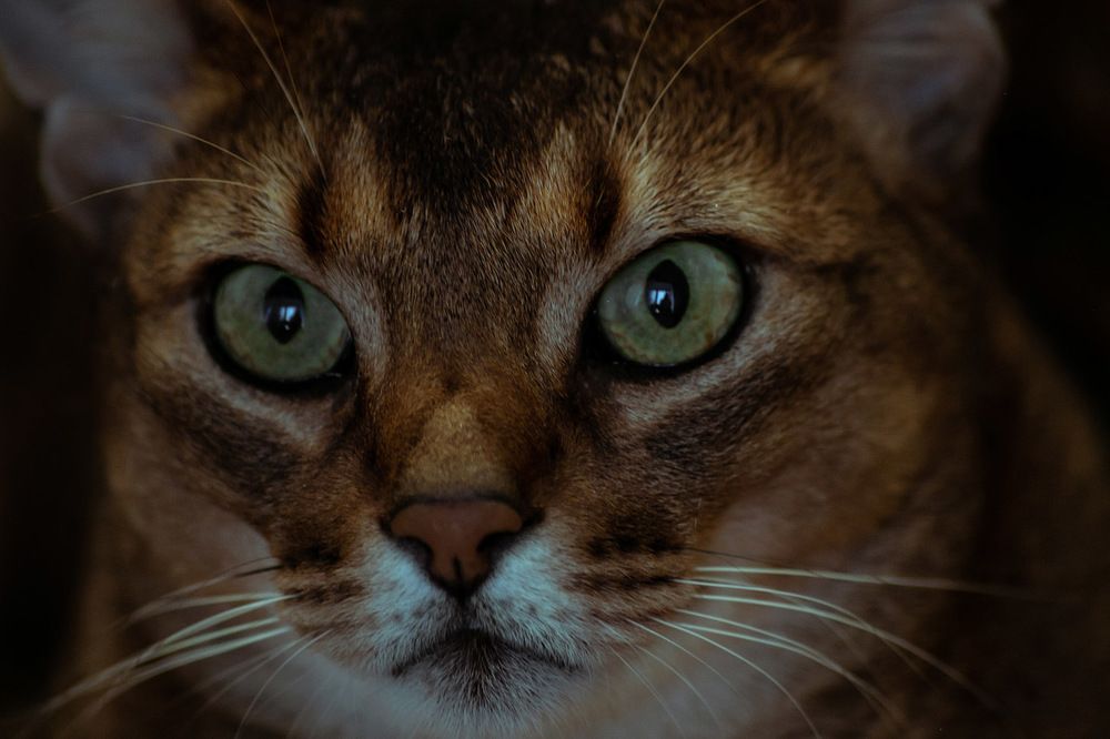 Photograph by Natalia Shamaeva