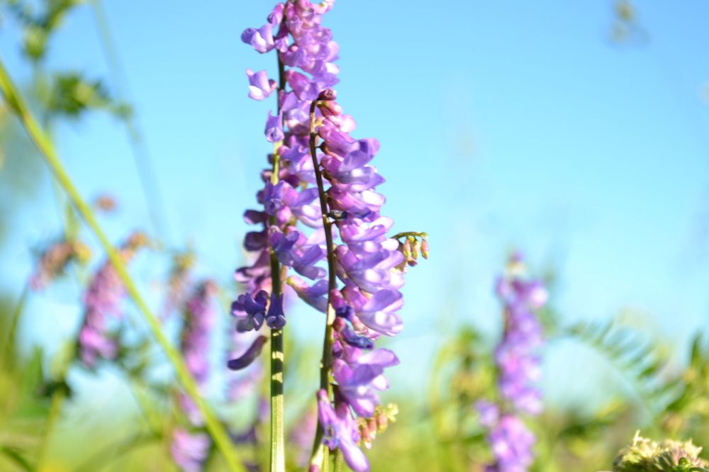 Photograph by елена сидорова