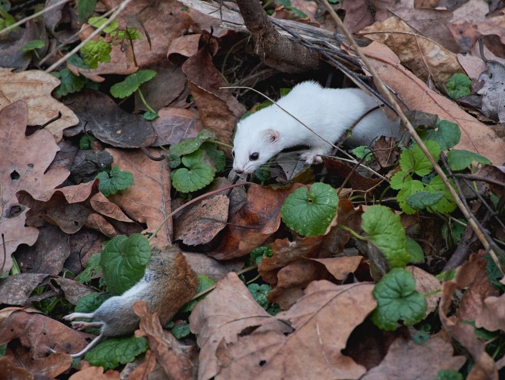 Удачная охота