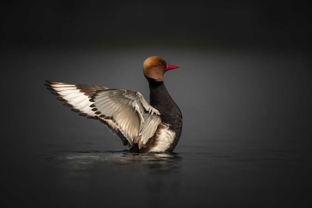 Red-Crested Pochard