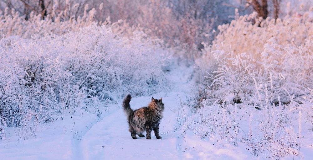 Photograph by Екатерина Шлехт