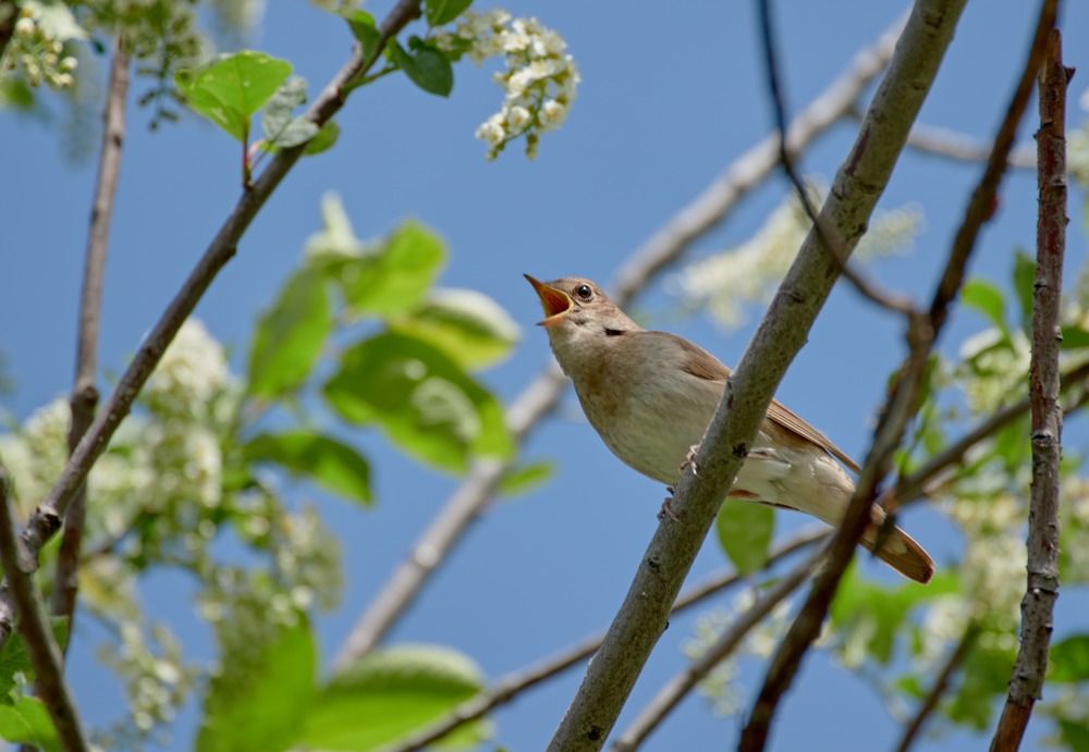 В ветвях черемухи