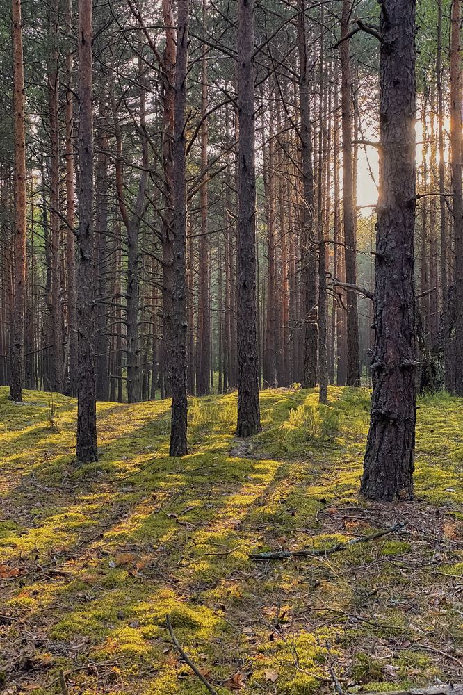 Photograph by Новицкая Татьяна