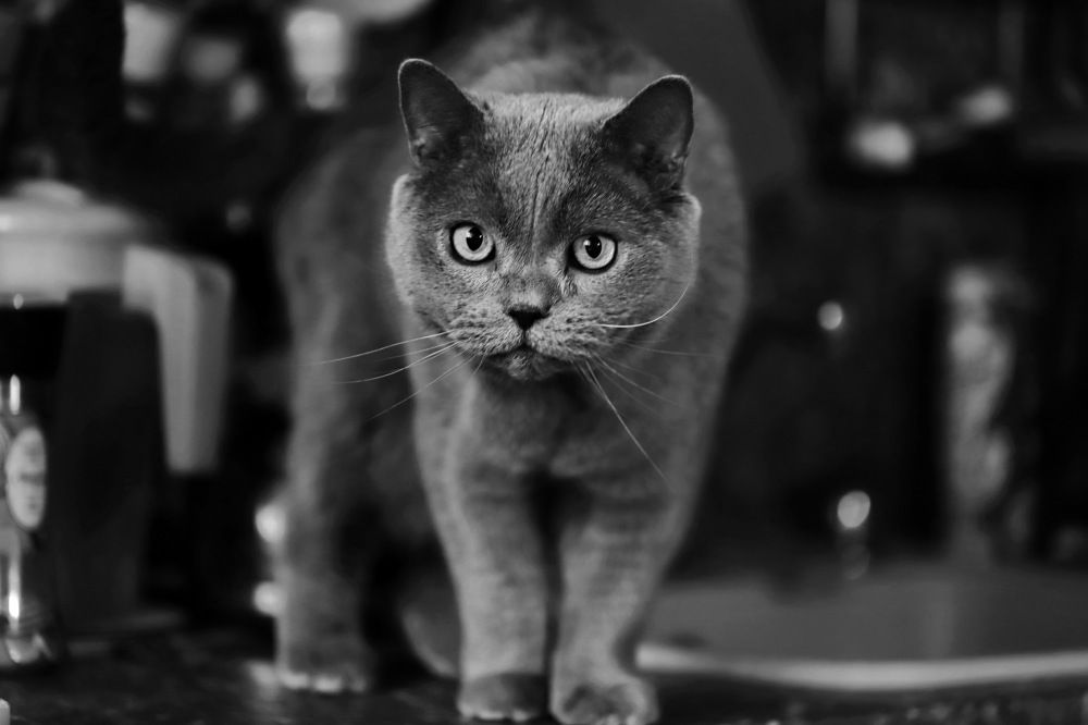 Photograph by Константин Лагоденко