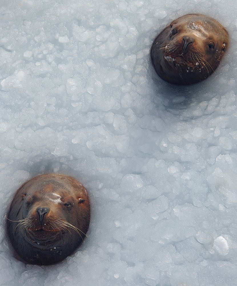 Сивучи в ледовом плену