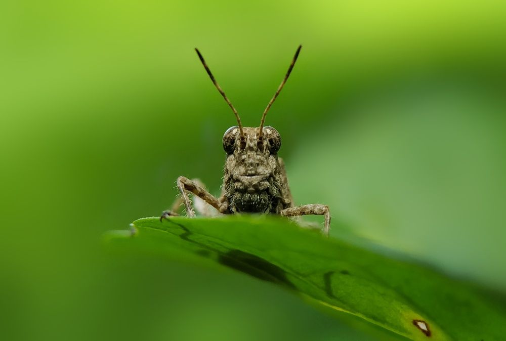 Photograph by Mehedi Hasan Shawan