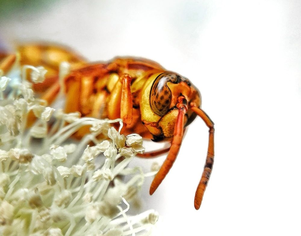 Photograph by Mehedi Hasan Shawan