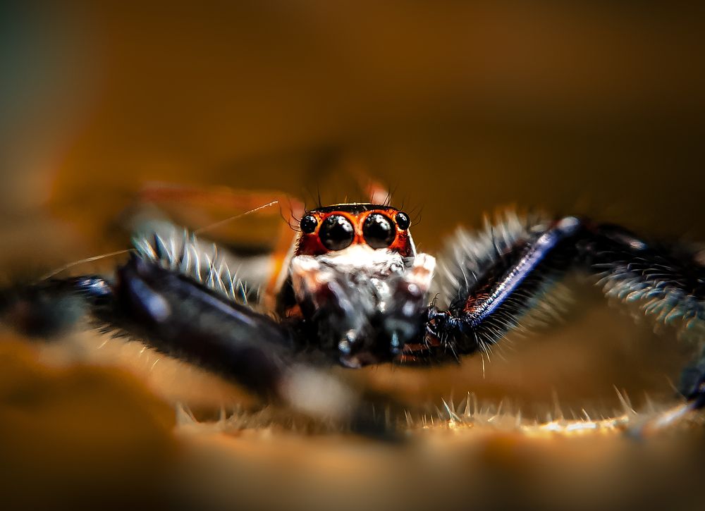 Photograph by Mehedi Hasan Shawan