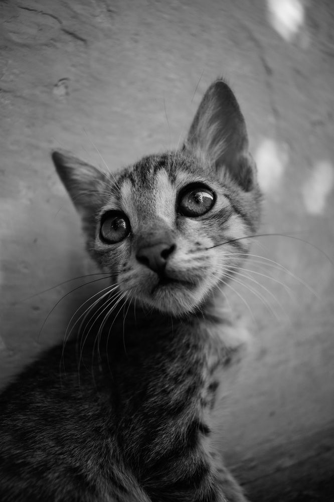 Photograph by Prabu Devan