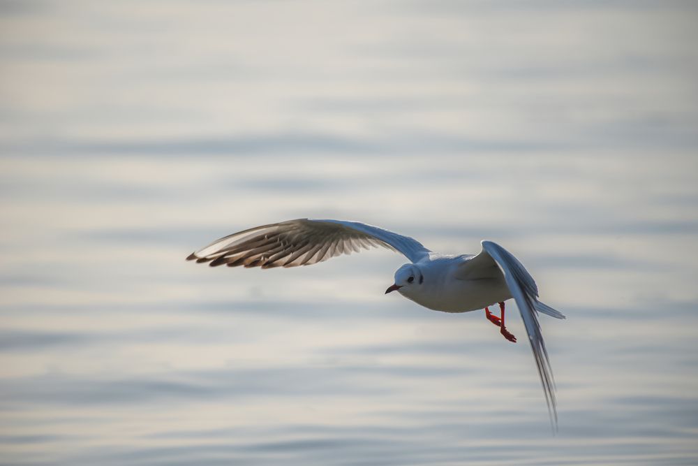 Фотография автора Kristijan Males