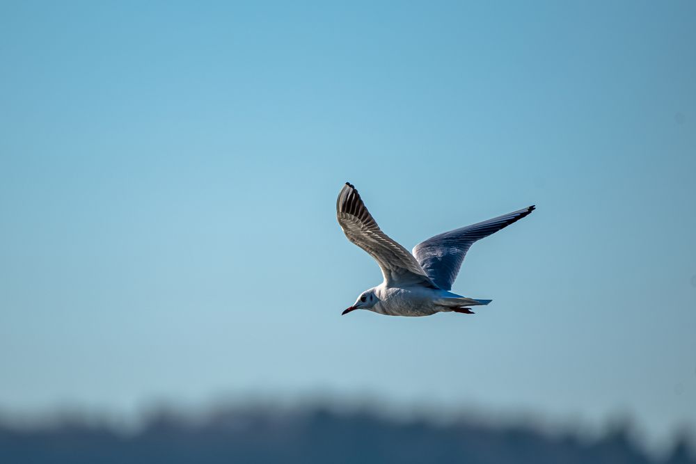 Фотография автора Kristijan Males