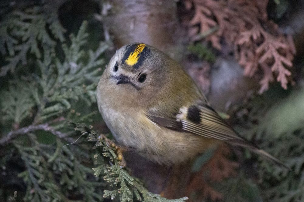 европейская колибри: желтоголовый королек