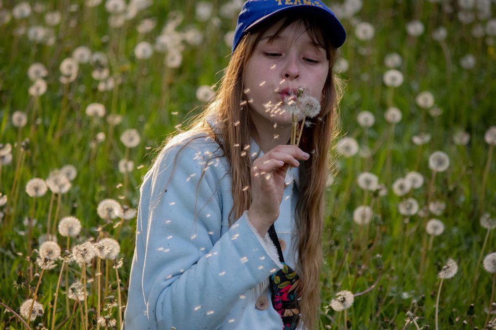 одуванчики