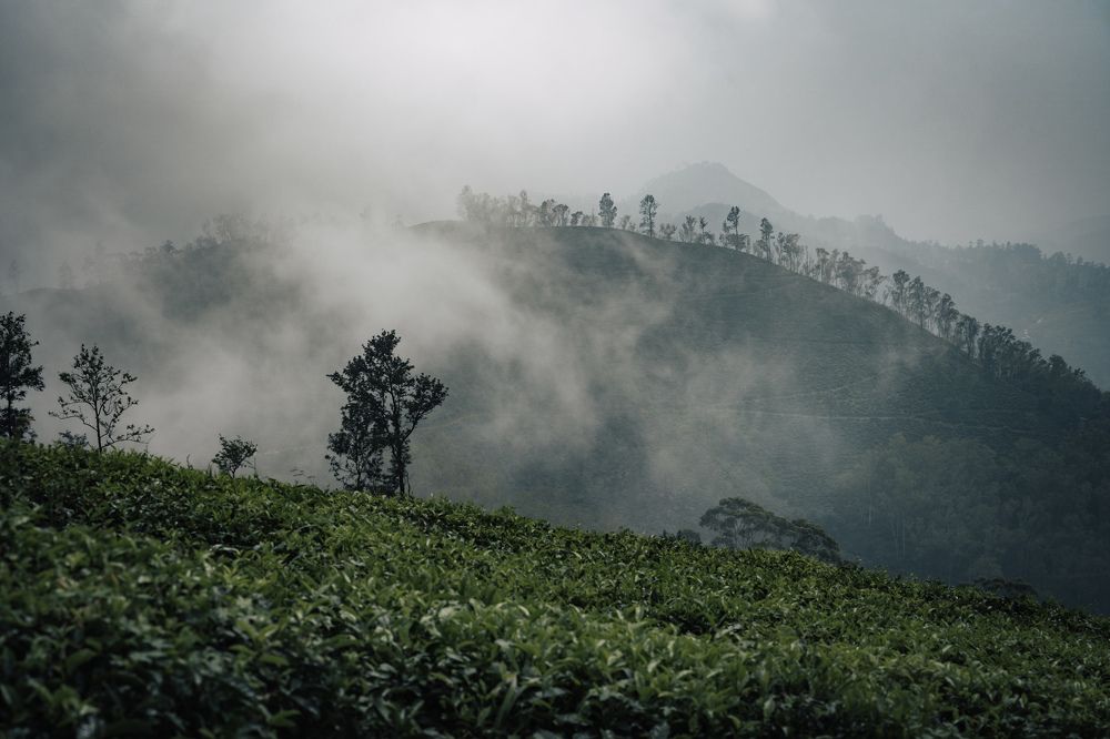 Tea fields of Sri Lanka