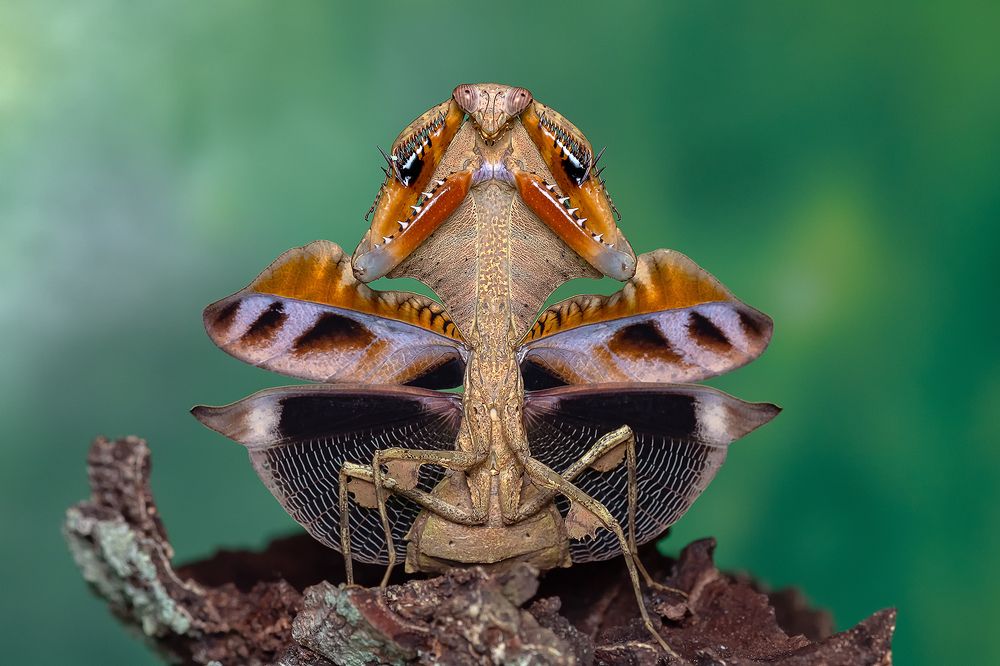 Photograph by Marcus Kam