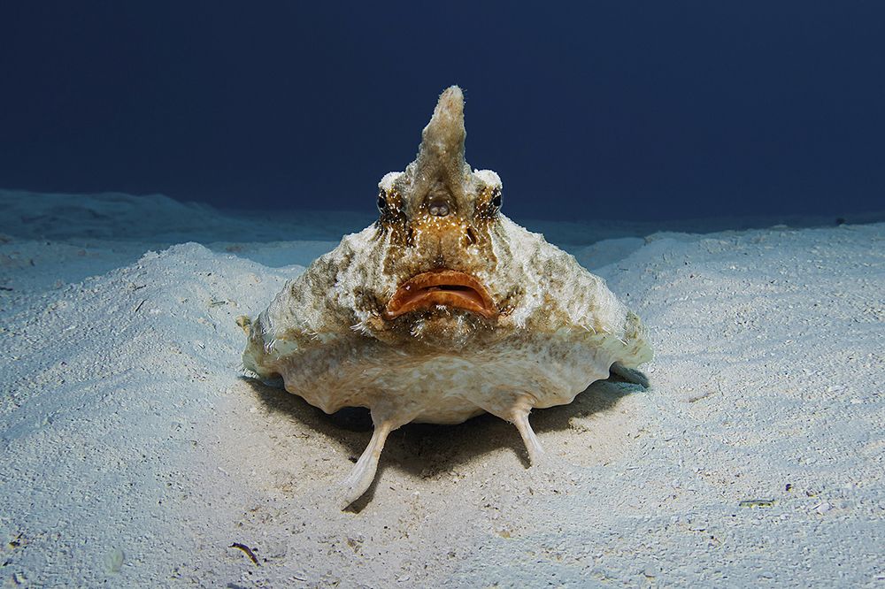 Shortnose Batfish