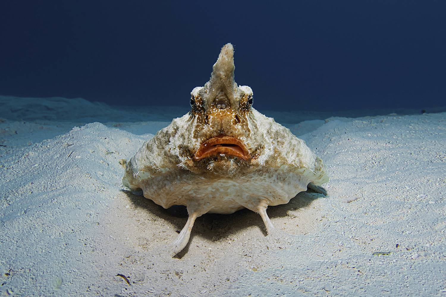 Shortnose Batfish