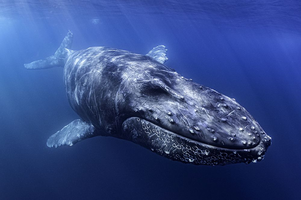Humpback Whale