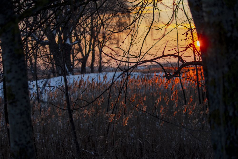 тростник на закате солнца