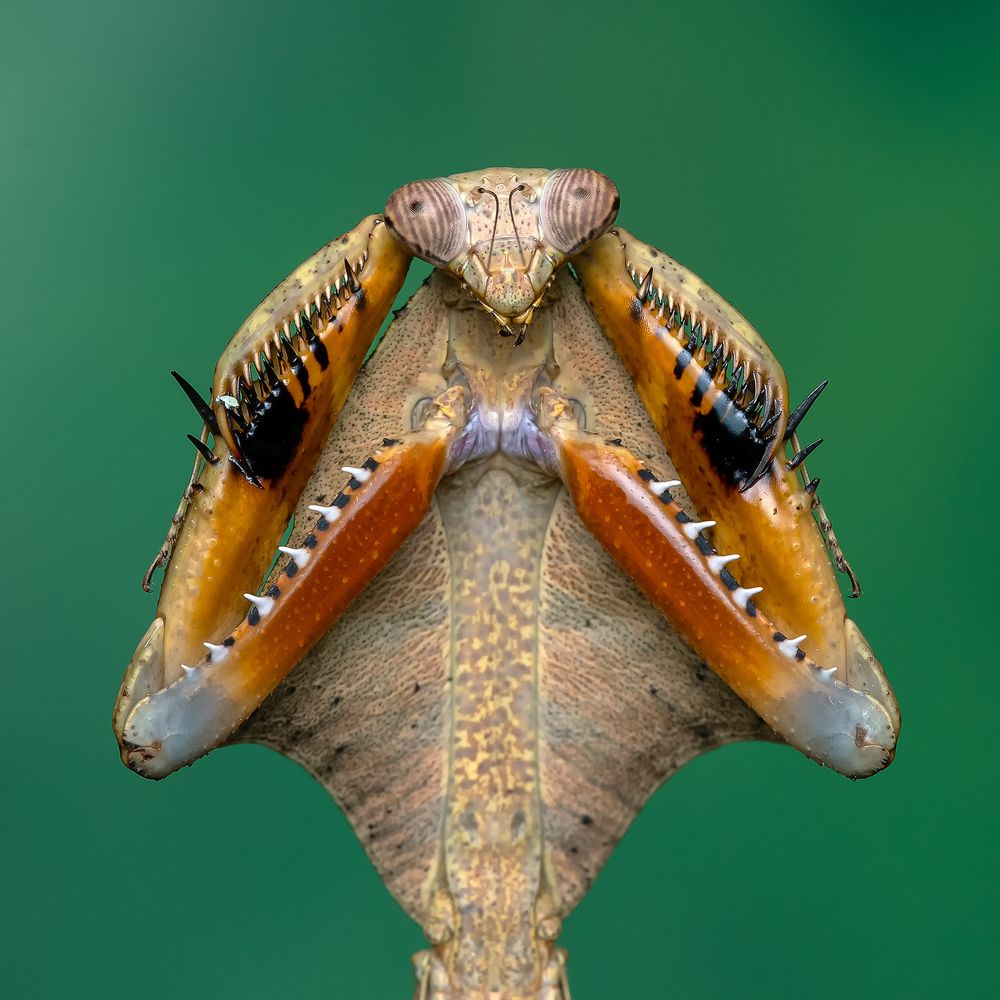 Photograph by Marcus Kam