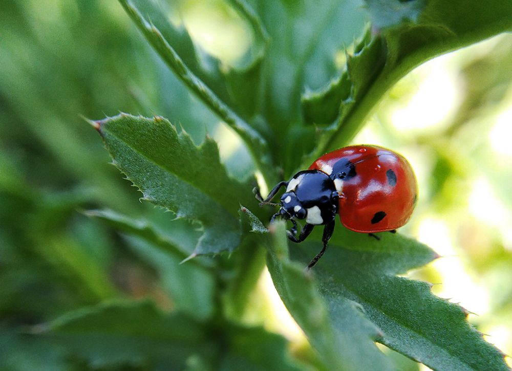 Photograph by Ольга Дорошенко