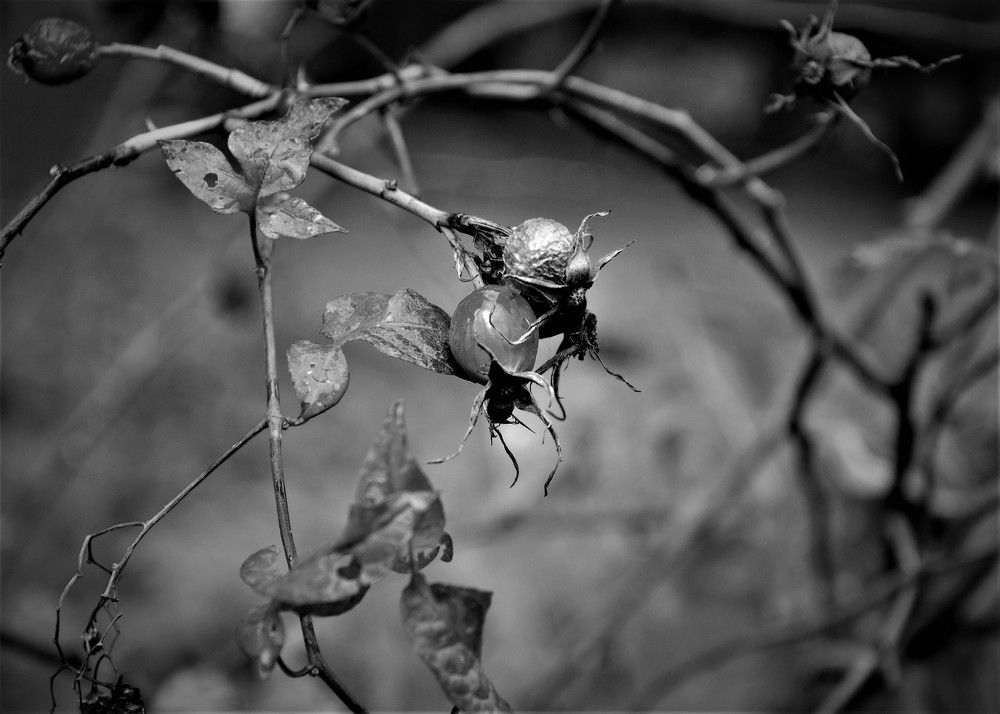 Photograph by Юлия Лис-а