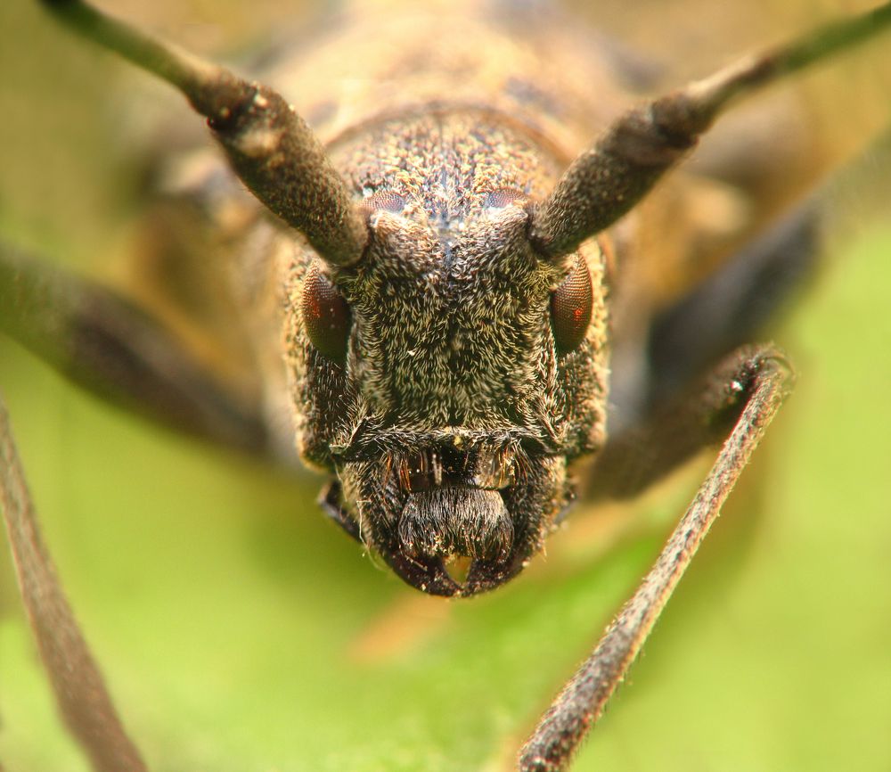 Photograph by Евгений Безгребельный