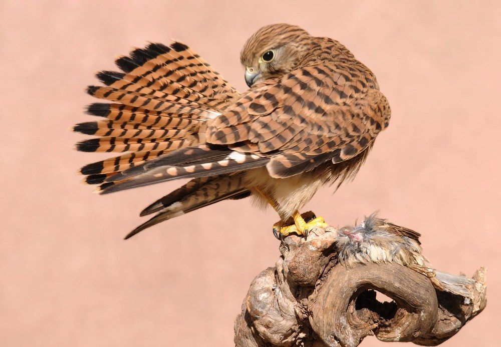 Photograph by Sohrab Niazi