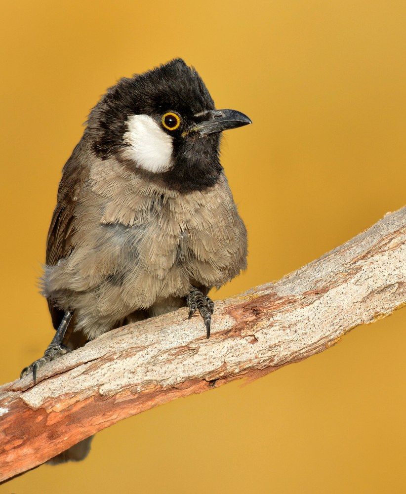 Photograph by Sohrab Niazi