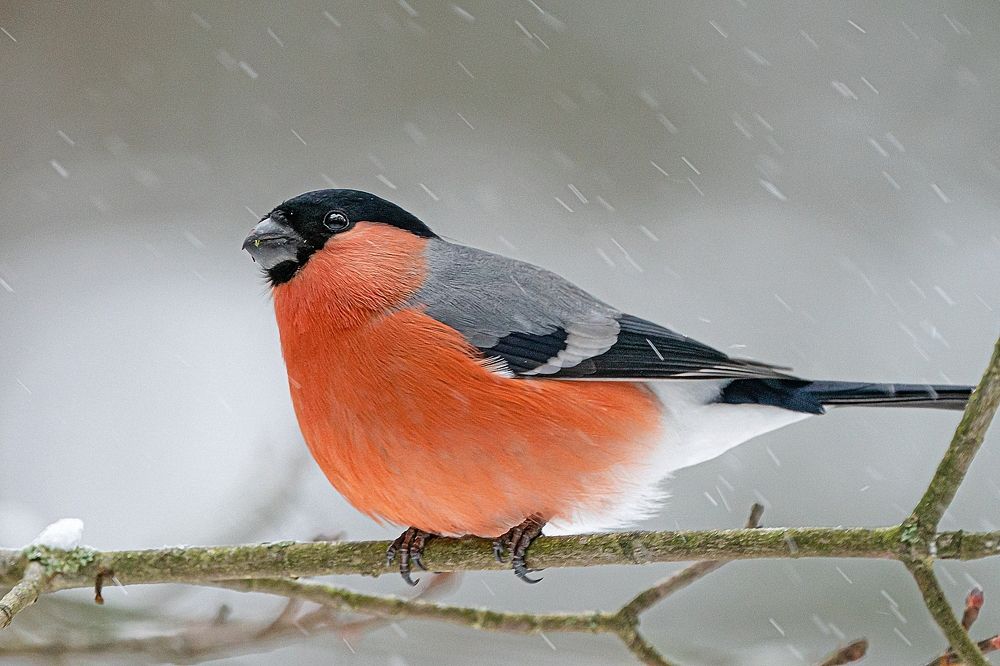 Photograph by Viktor Makarov