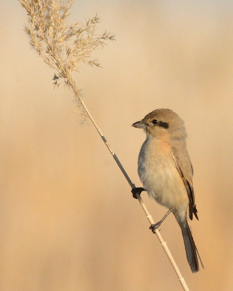 Photograph by Sohrab Niazi