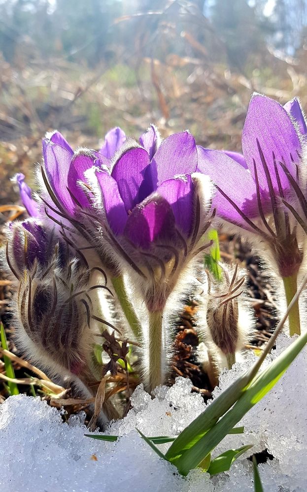 Первоцветы