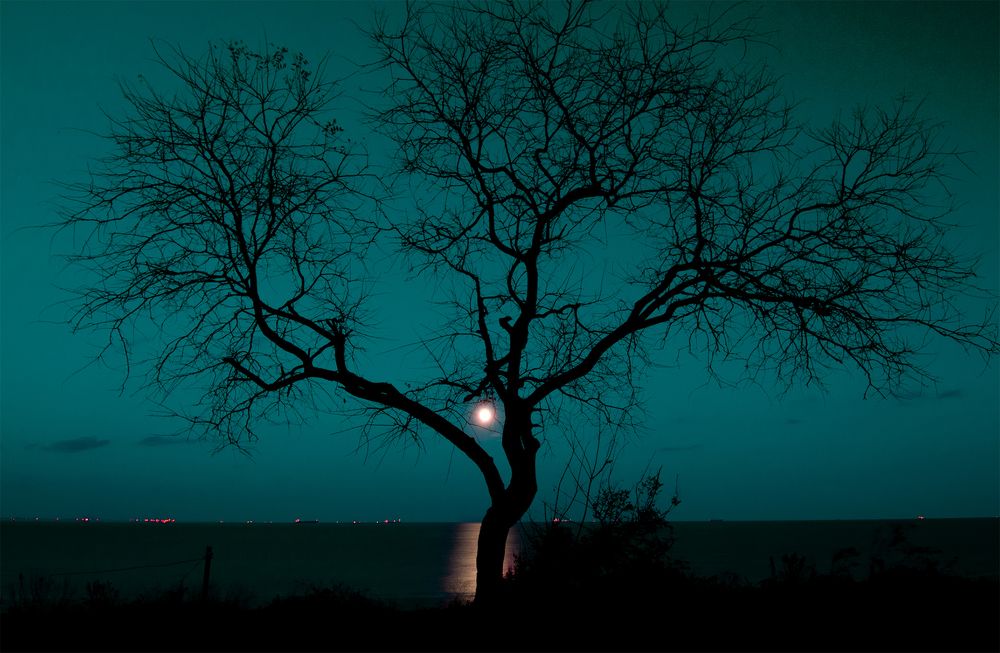 Ночь, дерево, луна