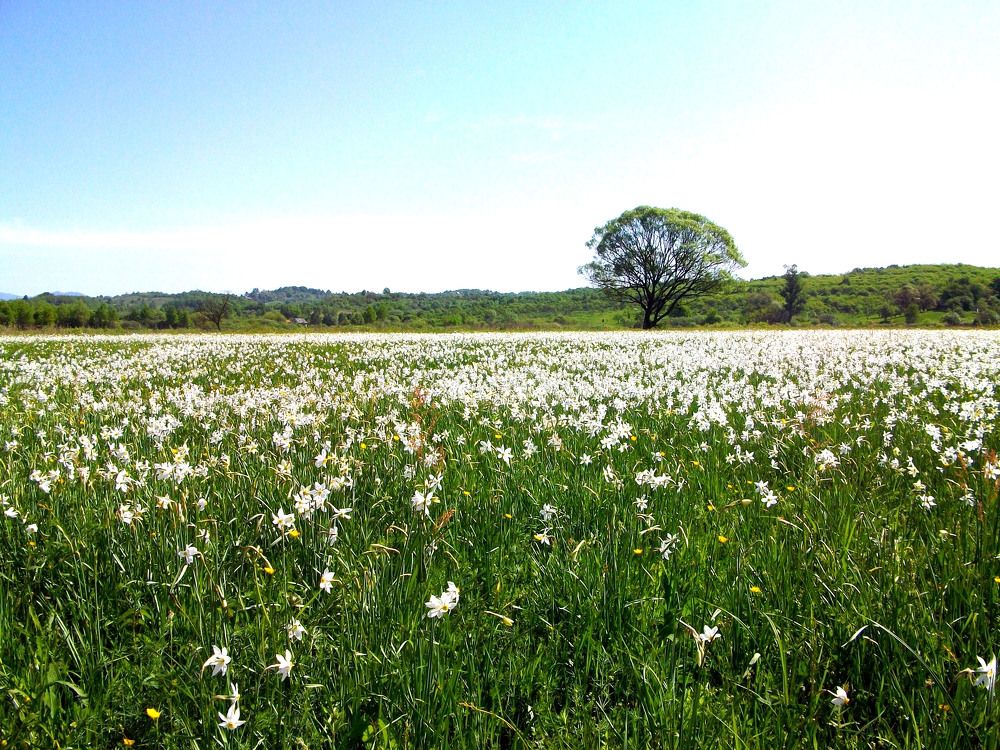Photograph by Володимир Федишин