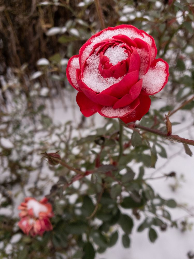 Photograph by Елена Димова