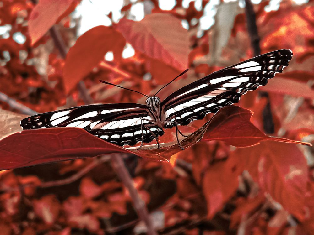 Photograph by Shekina Mie Miguel