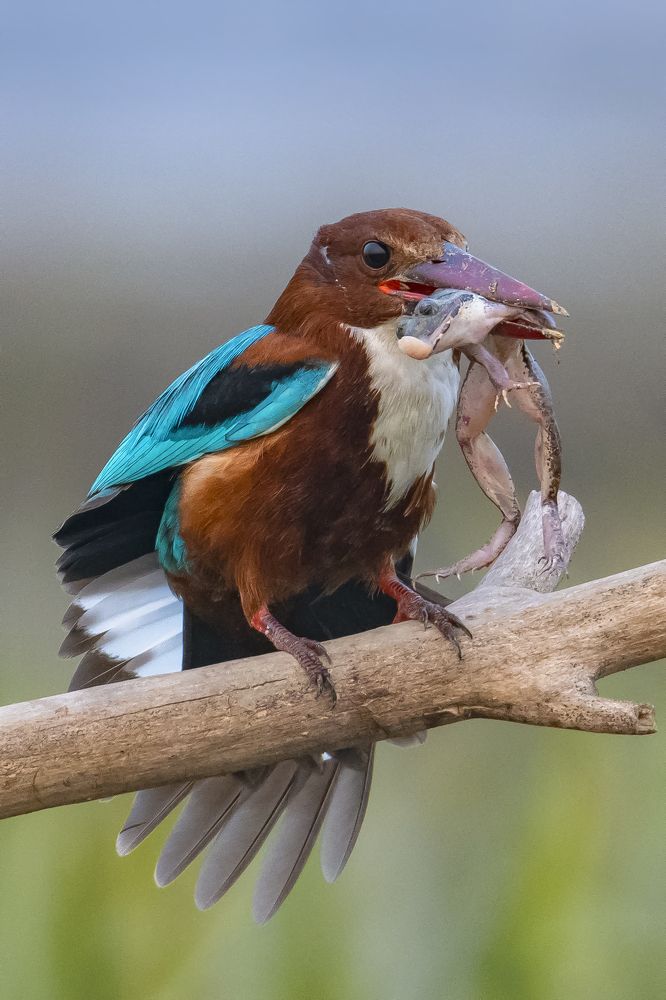 Kingfisher with Frog Kill