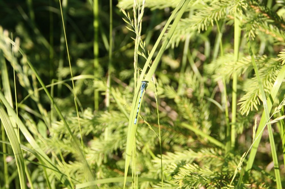 Photograph by елена сидорова